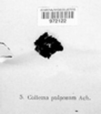 Collema tenax var. tenax image